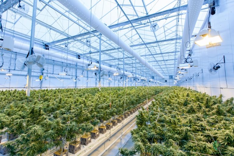 Hash Burger : La Variété de Cannabis Élue Reine de 2025