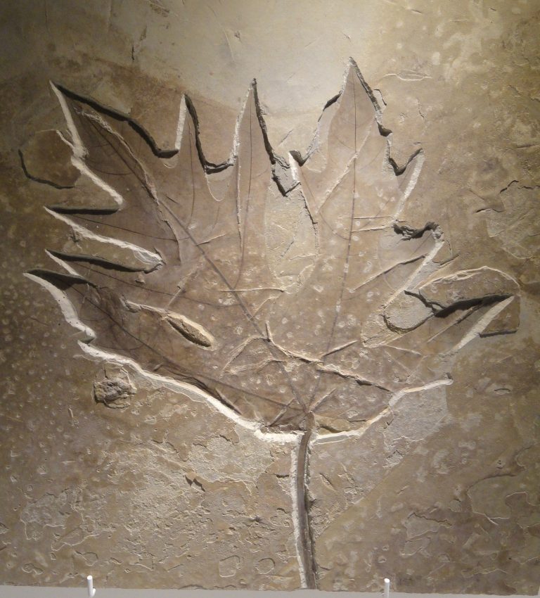 Empreinte fossile de feuille végétale, illustration de la découverte paléobotanique en Allemagne