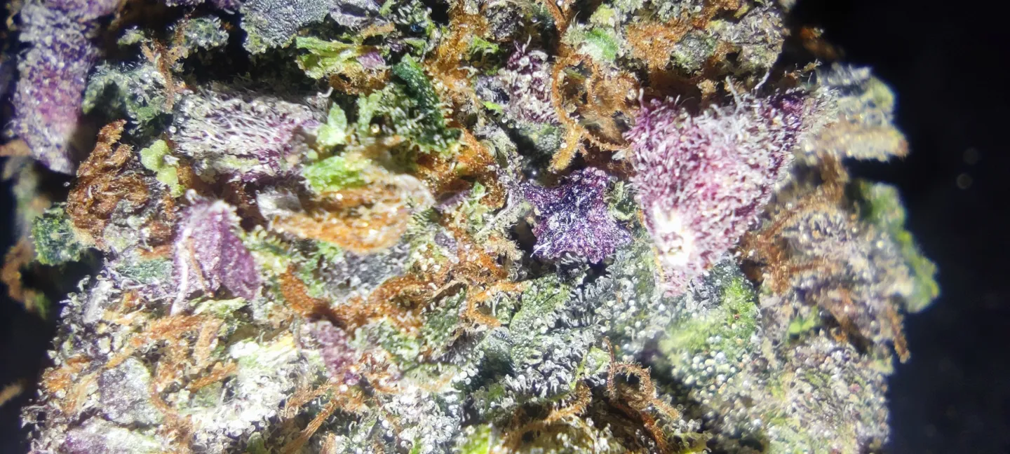 Macro de fleur de cannabis et trichomes, illustration de l'étude néerlandaise sur l'origine du THC, CBD et CBC