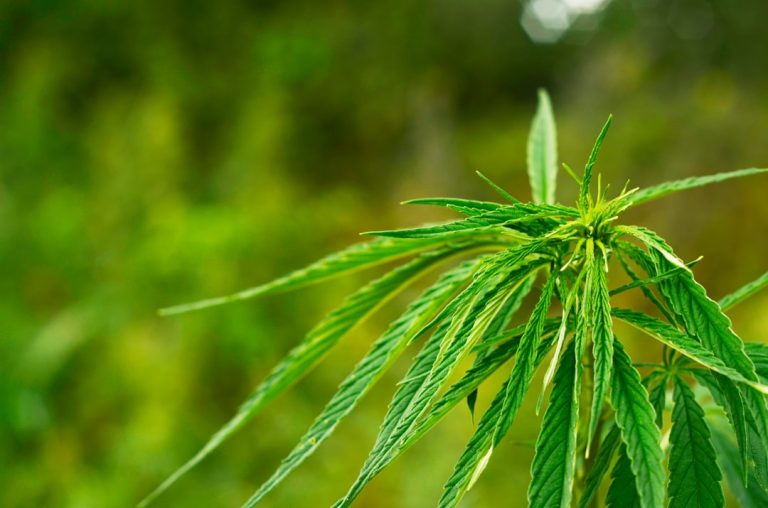 Cannabis indica vs sativa : démêler le vrai du faux sur ces deux variétés mythiques