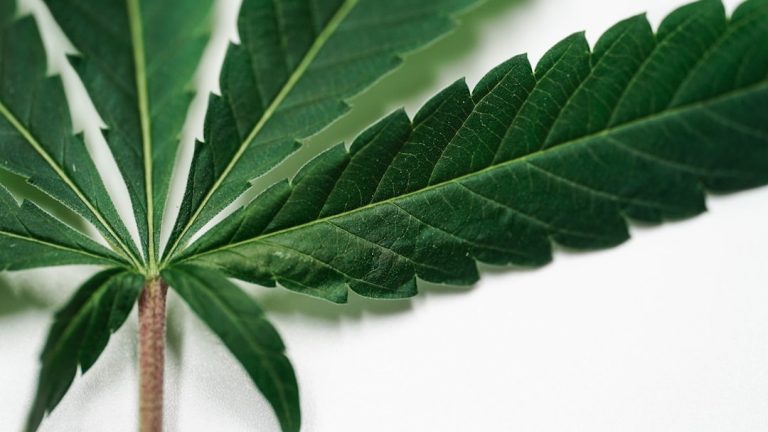 Cannabis indica vs sativa : comprendre les vraies différences en 2026