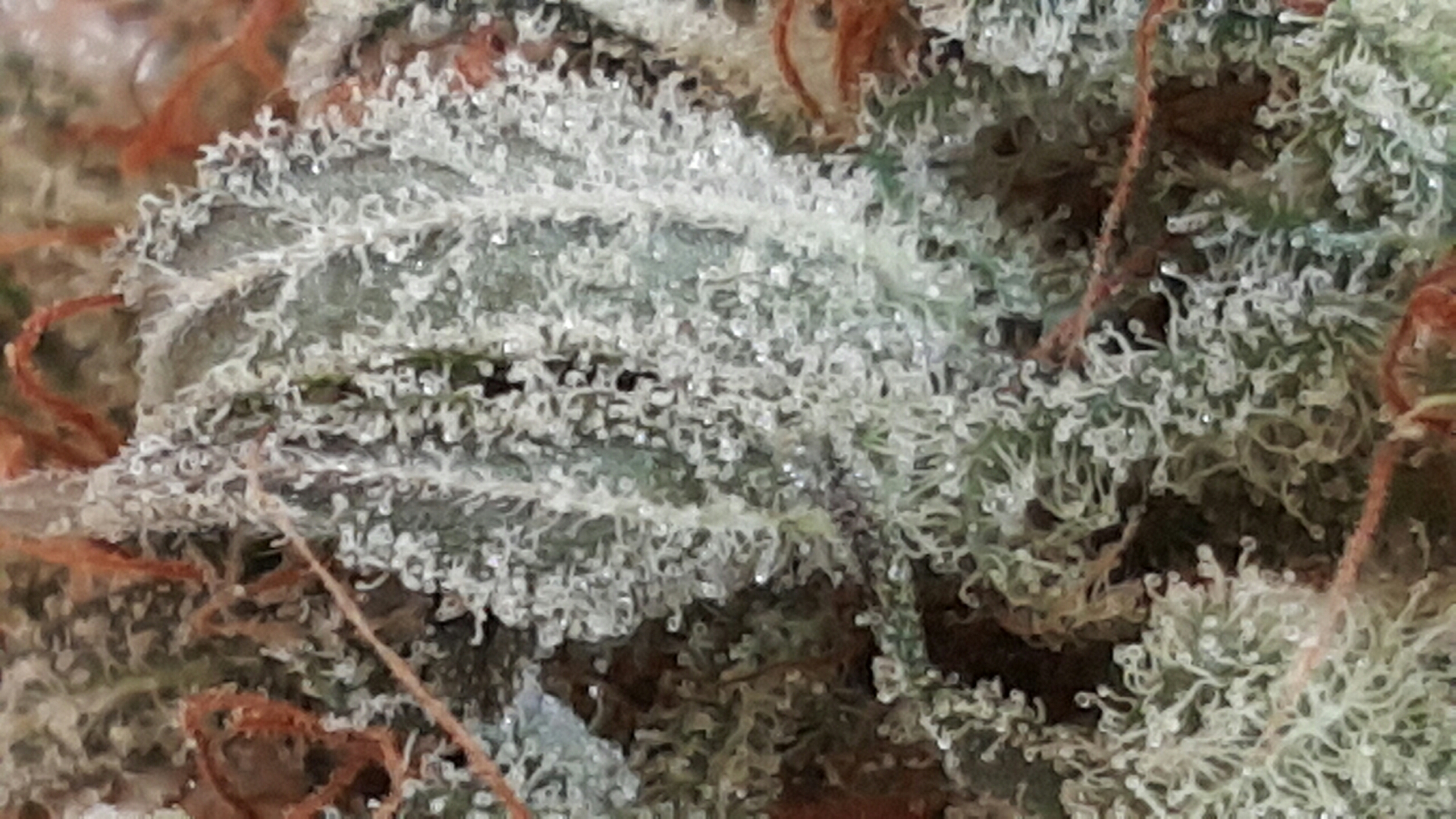 Trichomes de cannabis vus de très près : les terpènes comme le linalool et le myrcène y sont produits.