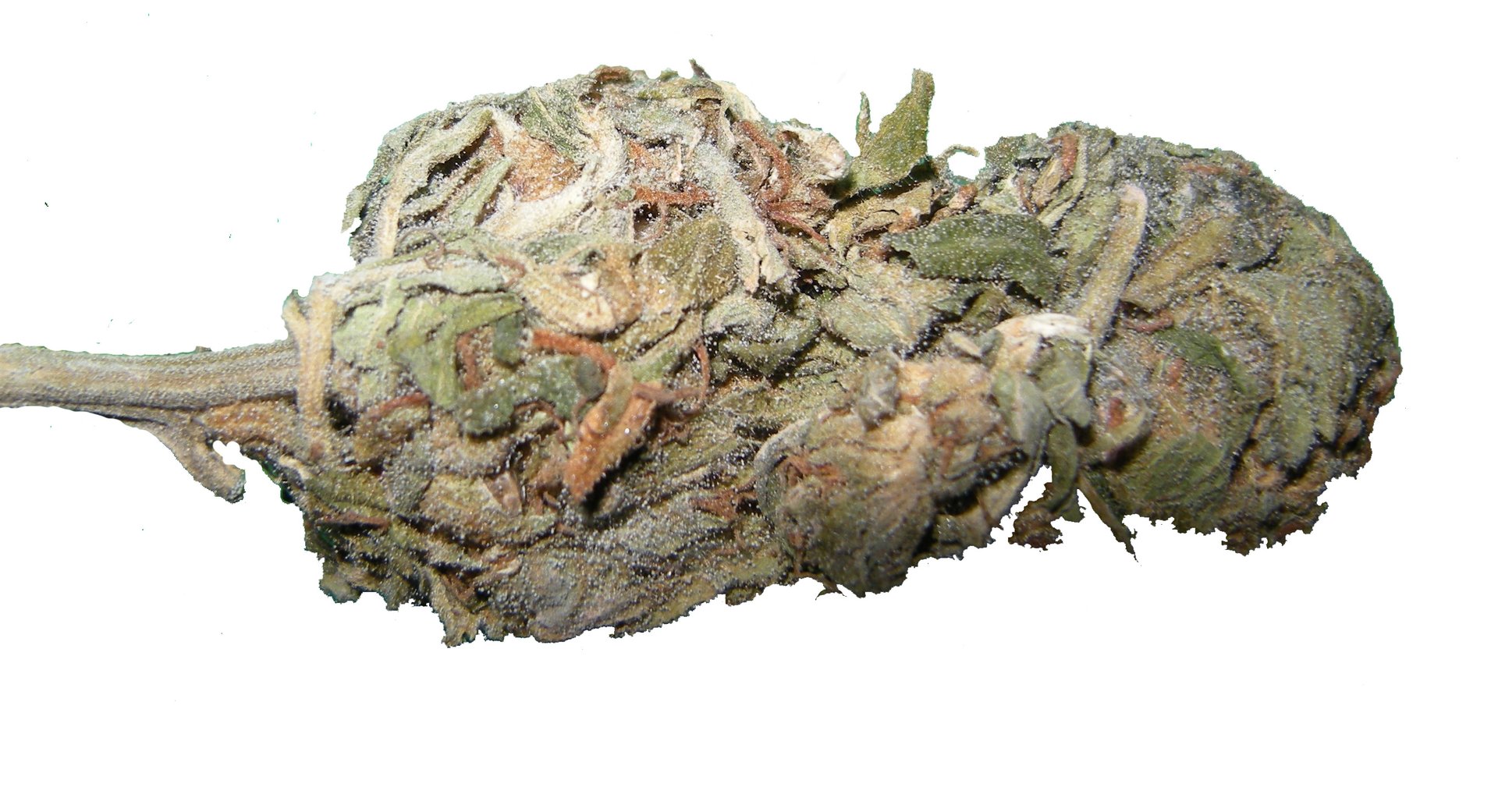 Tête de fleur de cannabis en gros plan, illustrant les fleurs de chanvre concernées par la nouvelle accise CBD de la loi de finances 2026