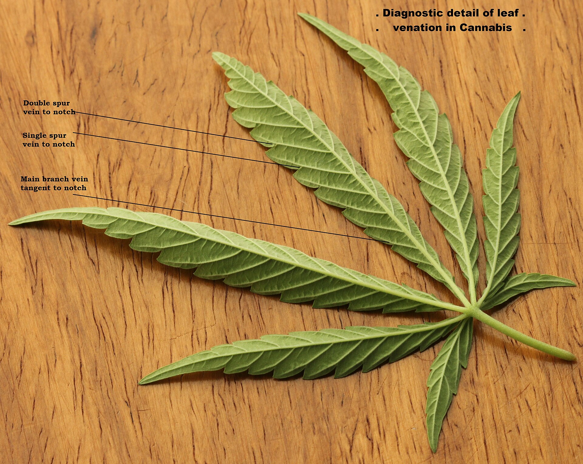 Feuille de cannabis (Cannabis sativa) en gros plan, montrant la nervation foliaire — illustration de l'analyse phytochimique des feuilles publiée par l'Université de Stellenbosch